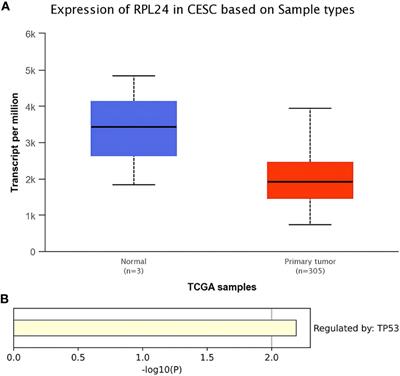 RPL24 as a potential prognostic biomarker for cervical cancer treated by Cisplatin and concurrent chemoradiotherapy